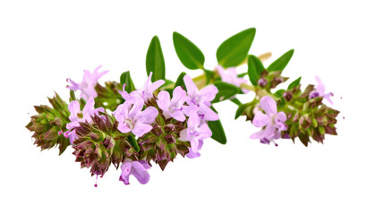 Thyme sprig with delicate purple flowers isolated