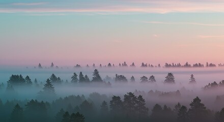 Overhead view of evergreen trees shrouded in dense fog, with a soft pink and blue gradient sky above.