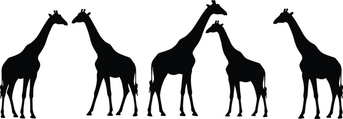 Five giraffes walking silhouette, black vector illustration, African wildlife animal, giraffe herd design, safari theme art, wild nature background © Asif's Creatives