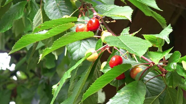 Filmmaterial von jungen und kleinen und unreifen Kirschen an einem Kirschbaum die noch reifen m&uuml;ssen nach einem Regenschauer im Fr&uuml;hling, Deutschland