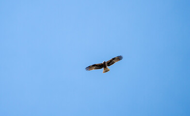 Booted Eagle (Hieraaetus pennatus) photographed in Spain