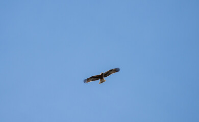 Booted Eagle (Hieraaetus pennatus) photographed in Spain