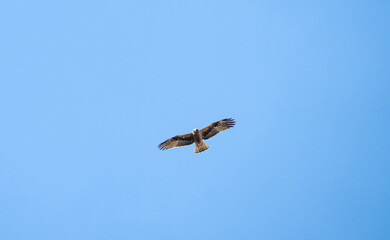 Obraz premium Booted Eagle (Hieraaetus pennatus) photographed in Spain