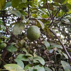 green apple tree