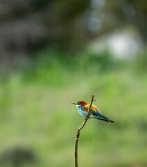 European bee-eater (Merops apiaster) photographed in Spain