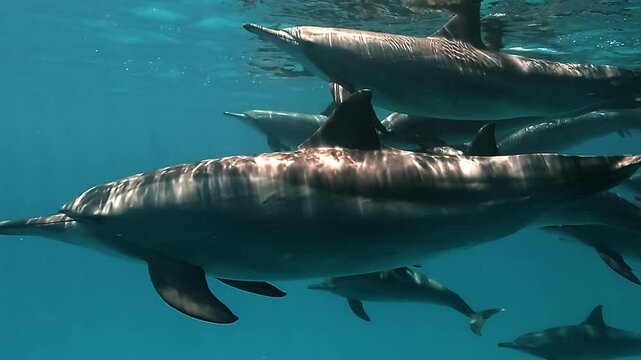 Very close view of a spinner dolphin (Stenella longirostris) swimming near the surface in Sataya, Egypt. Head, beak, and eye details are clearly visible. Check my portfolio for more dolphin footage.