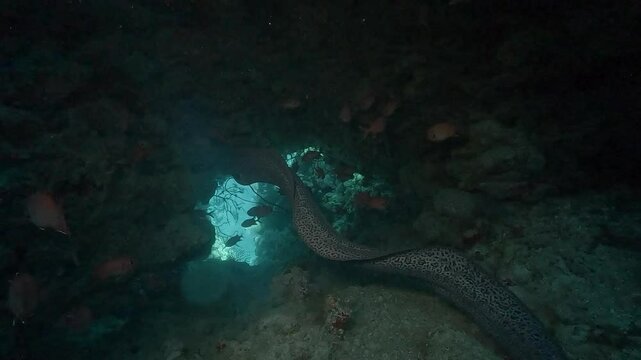 A large Javanese moray eel (Gymnothorax javanicus) slowly advances into a dark underwater cave. Side view in low light. Check my portfolio for more moray eel footage.