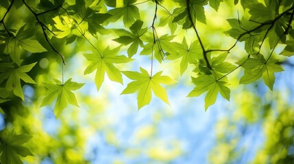 Obraz premium Lush green trees stretch across the horizon, their vibrant leaves swaying gently in the breeze, offering a perfect natural backdrop.