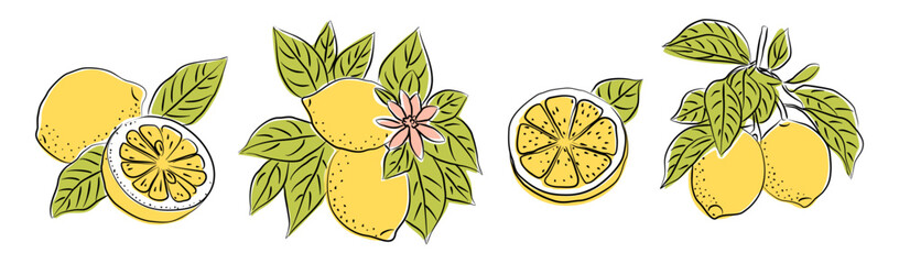 Hand drawn lemon set with whole, half, and sliced fruits, leaves, and flowers. Colored citrus illustration isolated on transparent background. Perfect for packaging, kitchen prints, botanical design.