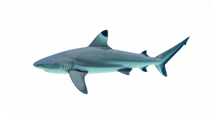Blacktip Reef Shark isolated on white background