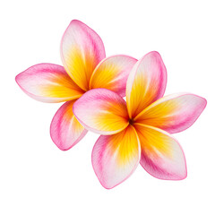 Fototapeta premium Two vibrant plumeria flowers with pink, yellow, and white petals are beautifully arranged isolated on white or transparent background. PNG, showcasing their tropical elegance