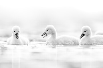 High key cute mute swan's babies cygnet swimming in the late and looking for food