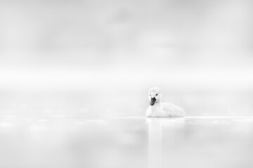 High key cute mute swan's baby cygnet swimming in the late