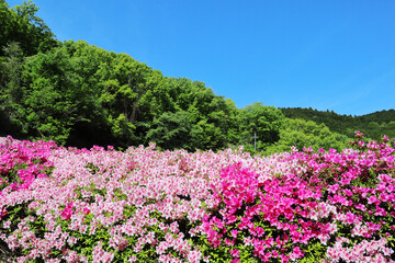 山中に咲くツツジ