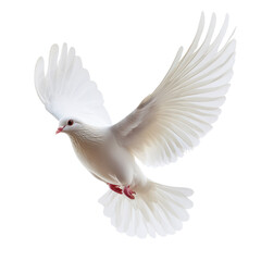 White dove in mid-flight with wings spread wide, isolated on transparent background, cutout PNG