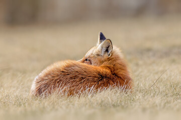 Slipping adult red fox on yellow grass