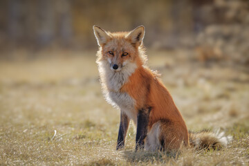 Red fox standing against a warm background 