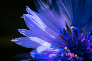 Macro shot of a vivid blue cornflower with delicate purple stamen details and radiant petals...