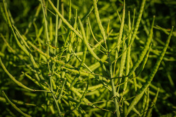 A close view of a rapeseed crop with numerous green seed pods growing upright in dense foliage under strong natural sunlight.
