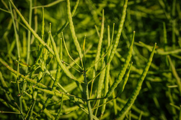 A close view of a rapeseed crop with numerous green seed pods growing upright in dense foliage...