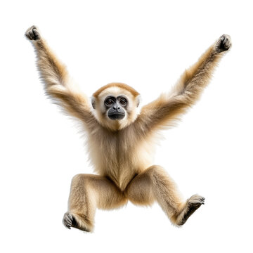Gibbon swinging joyfully with arms raised, isolated on transparent background, cutout PNG