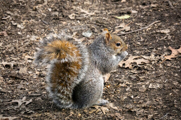 Obraz premium Squirrel on the ground. High quality photo