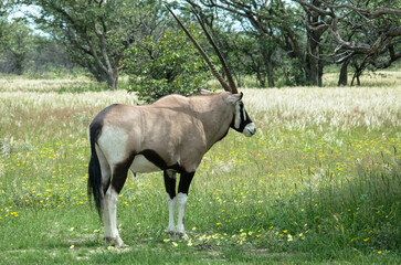 Oryx antelope stands in the savannah. Seen during a game drive in Etosha National Park. Tourism and...