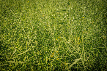 A close view of a rapeseed crop with numerous green seed pods growing upright in dense foliage...