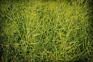 A close view of a rapeseed crop with numerous green seed pods growing upright in dense foliage...