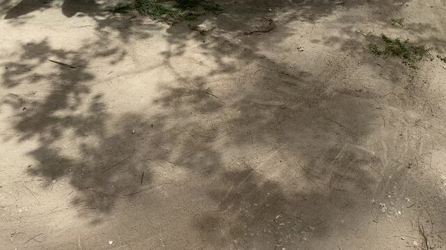 Tree branches on the dry land.