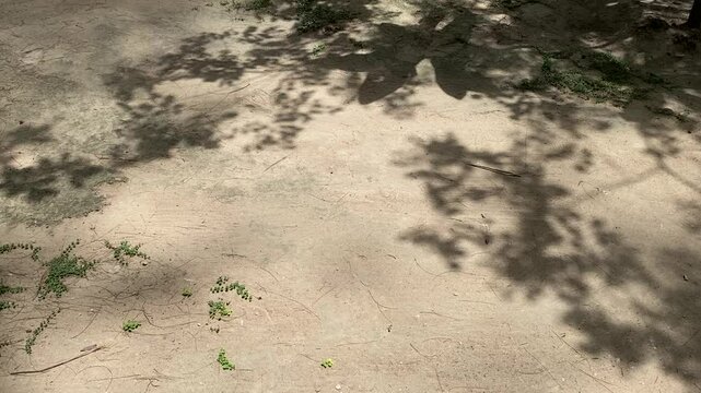Tree branches on the dry land.