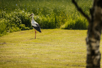 A stork with black and white feathers walks on grassy terrain beside tall green meadow grass under a bright summer sky.