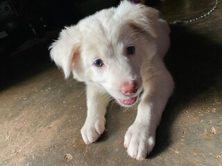 jack russell terrier