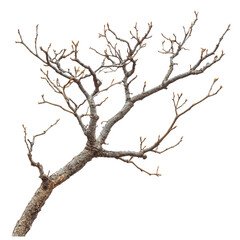 Barren tree branch with intricate twigs and no leaves showcasing winter season in nature transparent background, cutout PNG