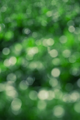 Obraz premium Vertical background defocus light green color. Natural greenery blurred as background.
