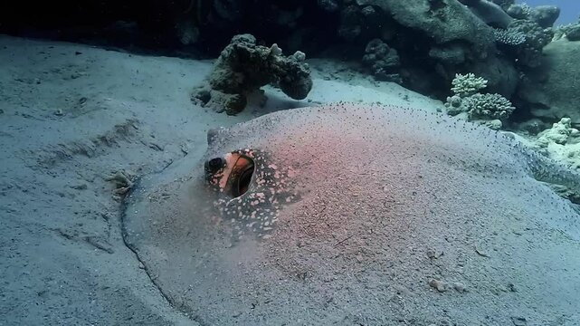 Pastinachus sephen, known as cowtail stingray, lies camouflaged under the sand near coral. Static mid-wide shot. Check my portfolio for more stingray footage.