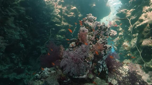 Entrance of a submerged cave framed by corals and anthias in the Red Sea. Sunlight streams through the gap, revealing vivid reef colors. Check my portfolio for more Red Sea cave footage.