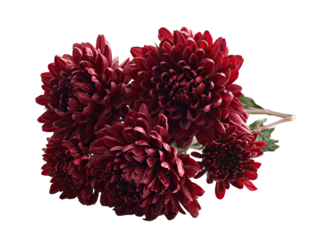 Close-up of deep crimson chrysanthemum blossoms