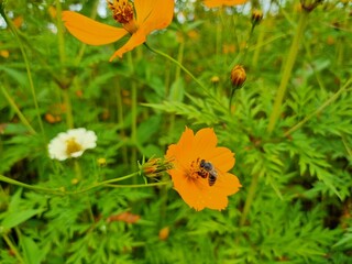 Bees are pollinating and collecting nectar on sulfur cosmos flowers.