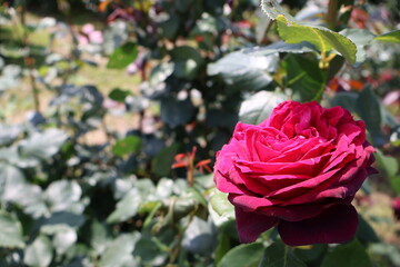 pink rose in garden