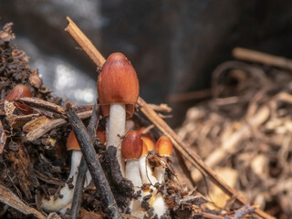 Tiny Fungi Growing Among Forest Debris