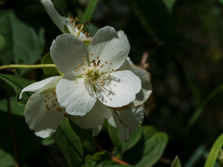 Elegant White Blooms of a Mock Orange Shrub