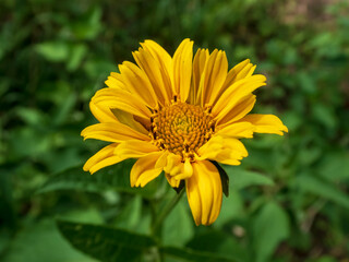 Captivating Yellow Bloom of a False Sunflower