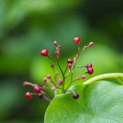梅雨の野山　ハゼランのカラフルな実02