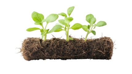 Cylindrical herb sprout, Transparent background, PNG file