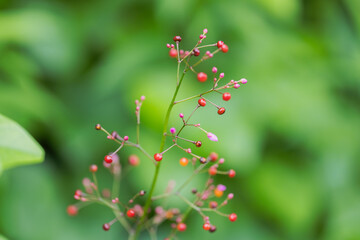 梅雨の野山　ハゼランのカラフルな実07
