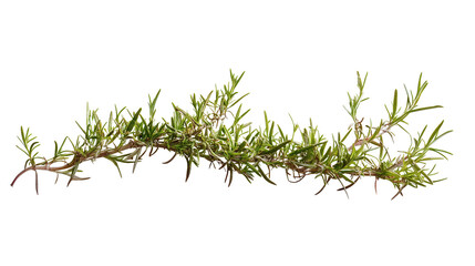 Electric rosemary spike, Transparent background, PNG file