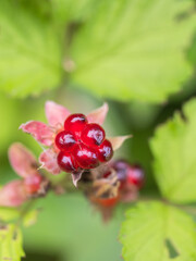 梅雨の野山　ナワシロイチゴの実02