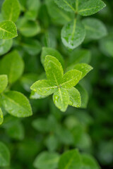 Fresh green leaves with water drops after rain