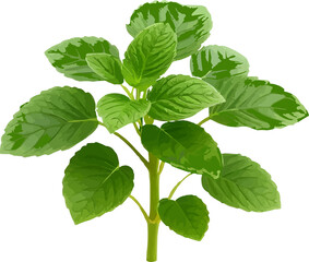 Pudina or Mint plant